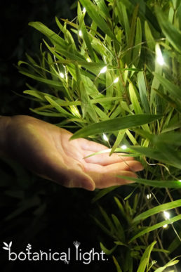 植物の力で発電！未来のエネルギー『botanical light』