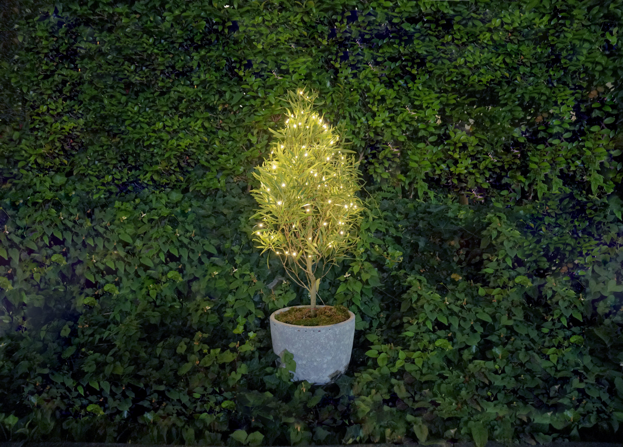 植物のエネルギーで発電『botanical light』