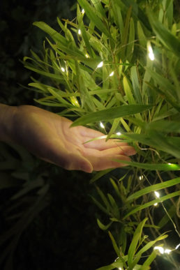 世界一受けたい授業（日本テレビ）にて植物発電「botanical light」が紹介されます