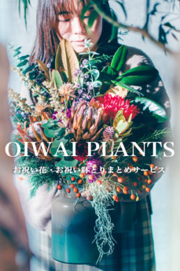 お祝い鉢空間アレンジメントサービス 『OIWAI PLANTS』