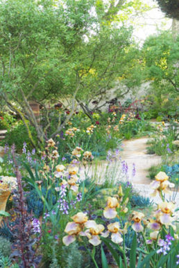 イギリス最大のガーデンショー「Chelsdea flower show 2023」視察レポート