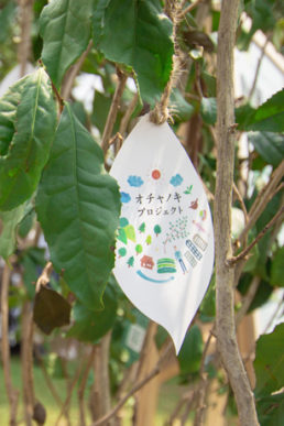 新茶の季節に向けて、お茶の木を使ったディスプレイをしてみませんか？